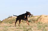 DOBERMANN 636